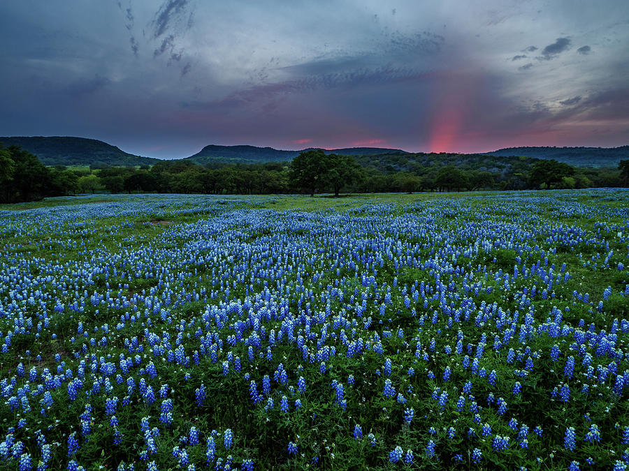 Bluebonnets At Saddle Mountain Photograph by Johnny Boyd