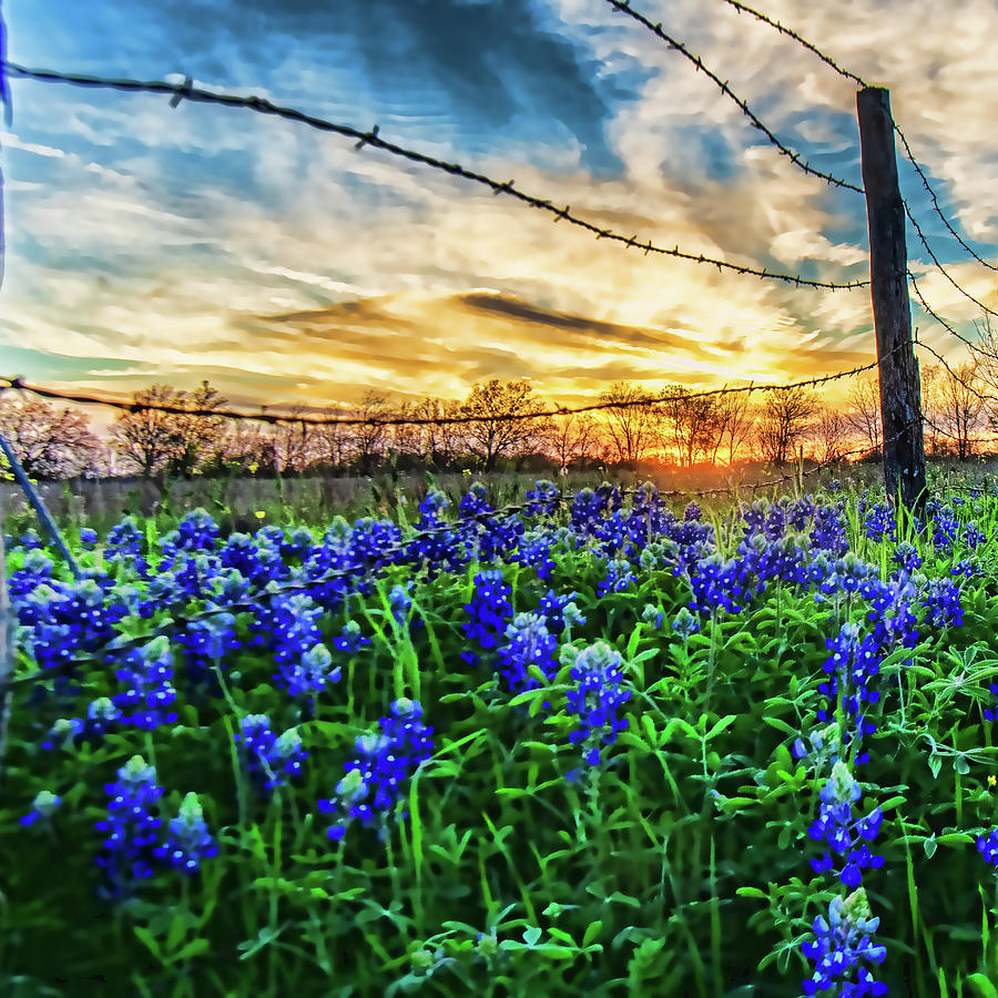Bluebonnets at Sunset Photograph by Ronnie Prcin