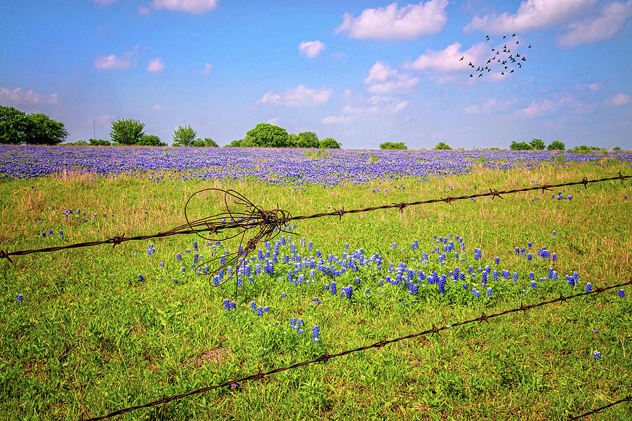 Bluebonnets Barbs and Birds in the Hill Country by Lynn Bauer Bluebonnets Barbs and Birds in the Hill Country by Lynn Bauer