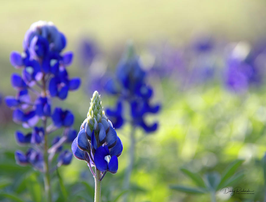 Spring Photograph - Bluebonnets Blooming by Debby Richards