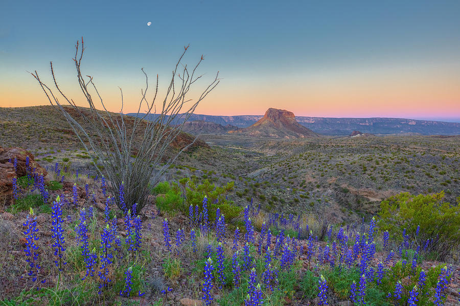 in Big Bend at Sunrise 1 Photograph by Rob Greebon Pixels