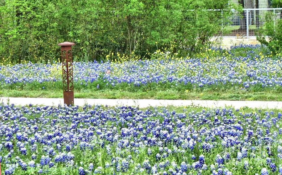 Bluebonnets in Round Rock Texas Photograph by Janette Boyd