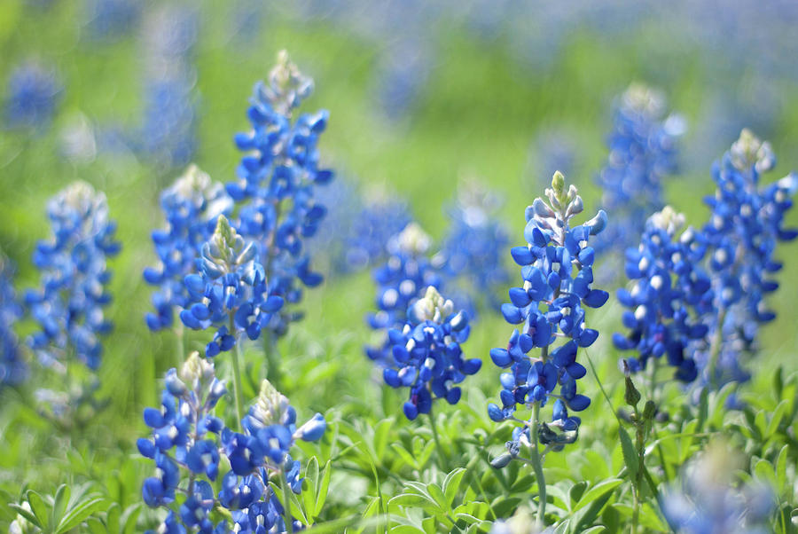 Bluebonnets In Spring Photograph by Linda Trine