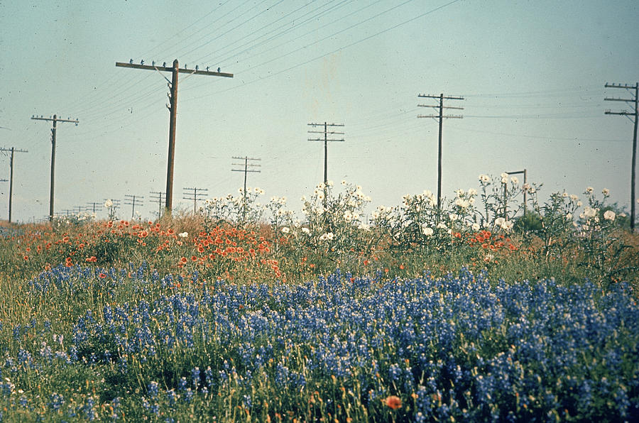 Bluebonnets in Texas by Ralph Crane