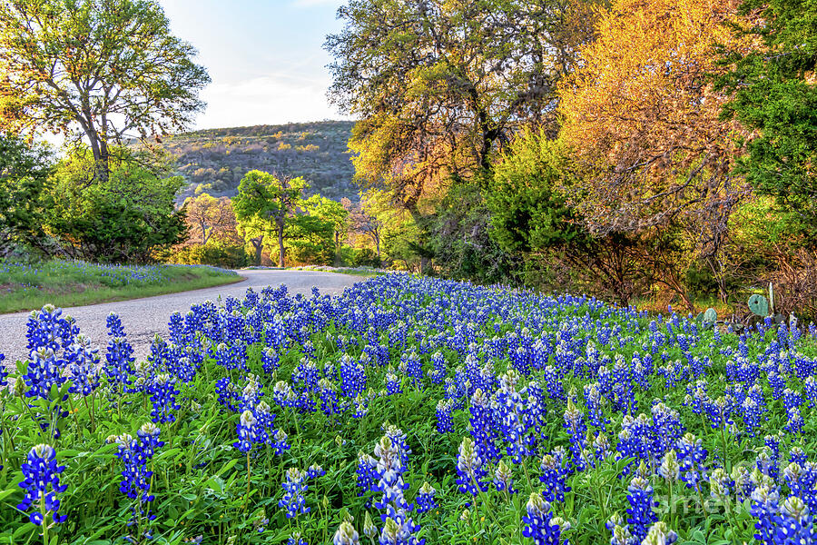 Bluebonnets in the Texas Hill Country Photograph by Bee Creek ...