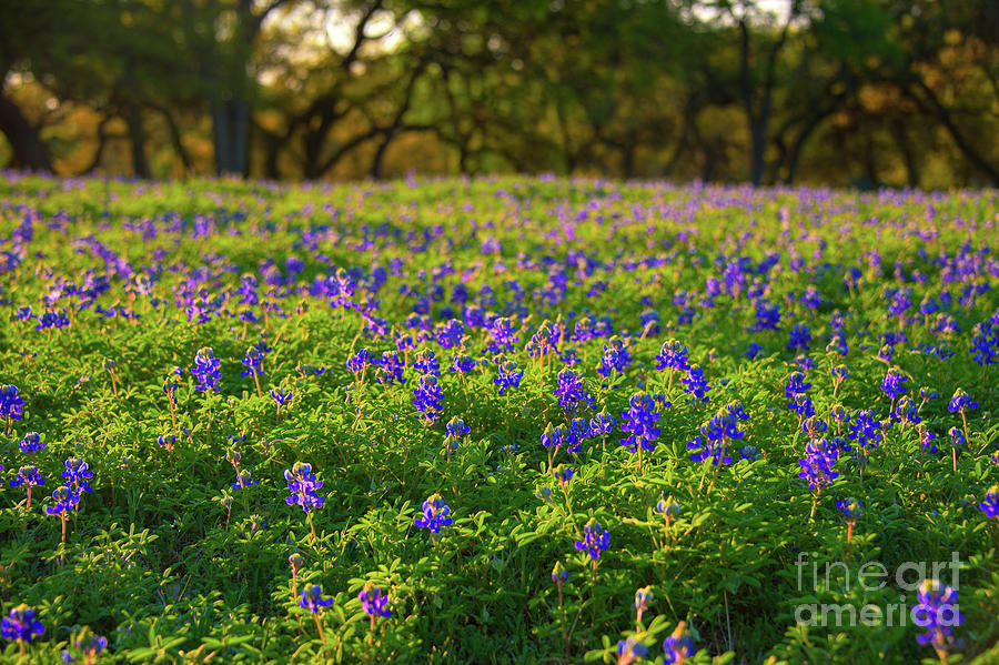 Bluebonnets Photograph by Kelly Wade