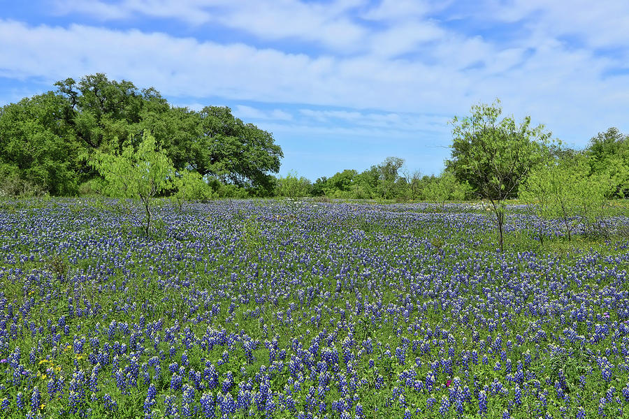 Bluebonnets of Texas # 13 Photograph by Allen Beatty