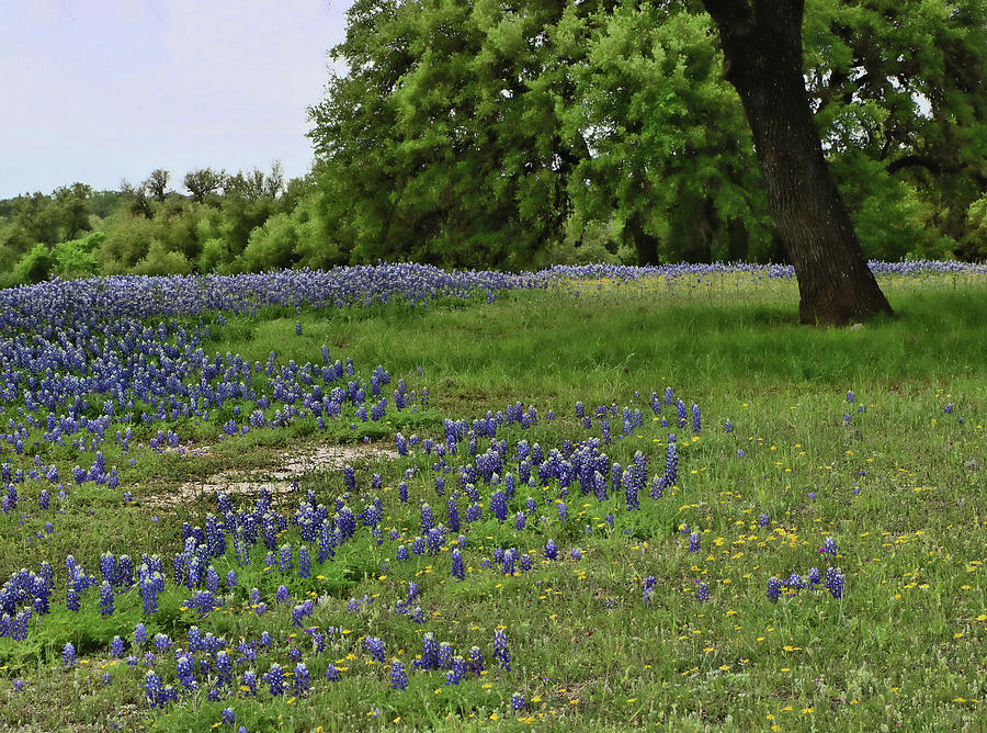 Bluebonnets of Texas # 26 by Allen Beatty Bluebonnets of Texas # 26 by Allen Beatty