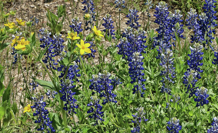 Bluebonnets of Texas # 27 by Allen Beatty Bluebonnets of Texas # 27 by Allen Beatty