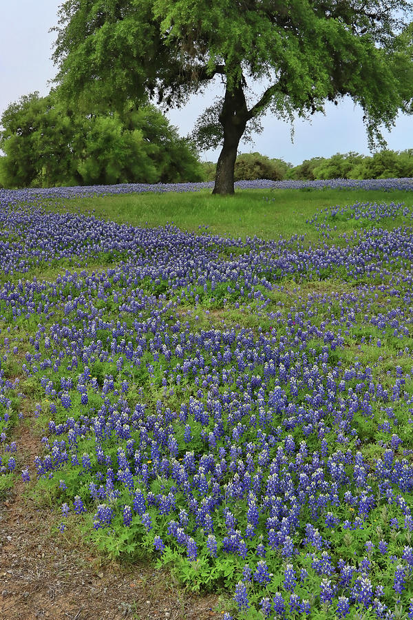 Bluebonnets of Texas # 28 Photograph by Allen Beatty