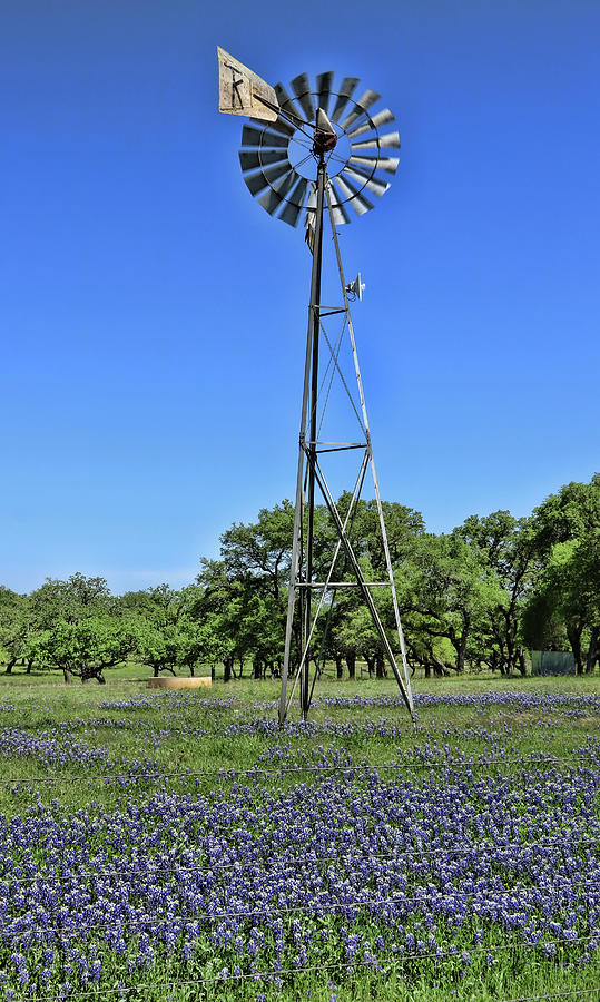 Bluebonnets of Texas # 3 by Allen Beatty Bluebonnets of Texas # 3 by Allen Beatty