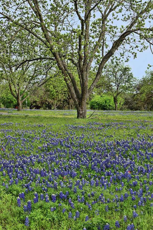 Bluebonnets of Texas # 4 by Allen Beatty Bluebonnets of Texas # 4 by Allen Beatty