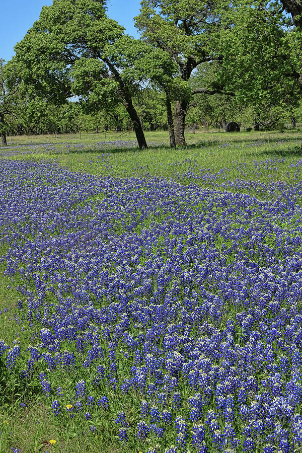Bluebonnets of Texas # 6 Photograph by Allen Beatty
