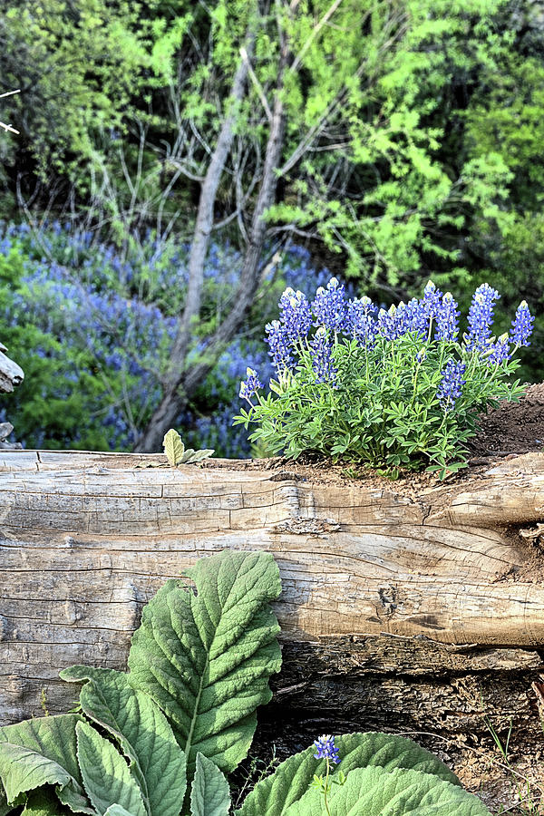 Bluebonnets Photograph - Bluebonnets on the Old Log by JC Findley