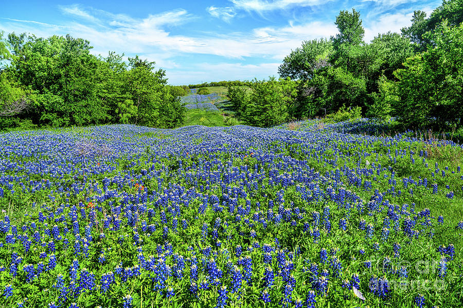 Bluebonnets Over the Hill Photograph by Bee Creek Photography - Tod and ...