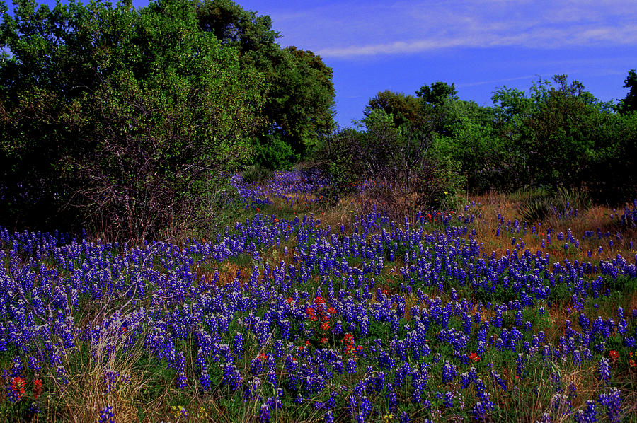 Bluebonnets, Texas Hill Country Photograph by Bob Pool