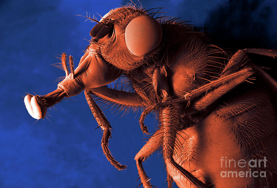 Bluebottle Fly Photograph by Thierry Berrod, Mona Lisa Production/science Photo Library