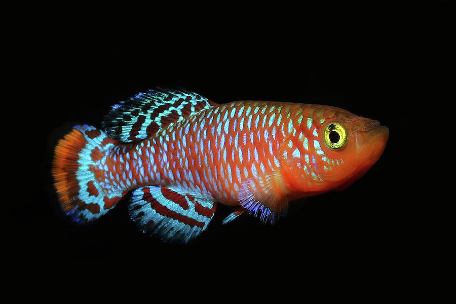 Fish Photograph - Bluefin Nothobranchius Killifish by Dan Olsen