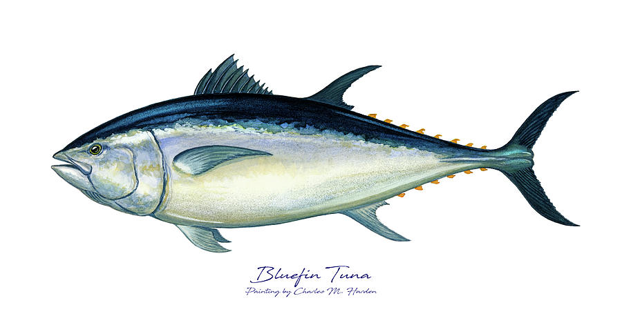 Fish Painting - Bluefin Tuna by Charles Harden