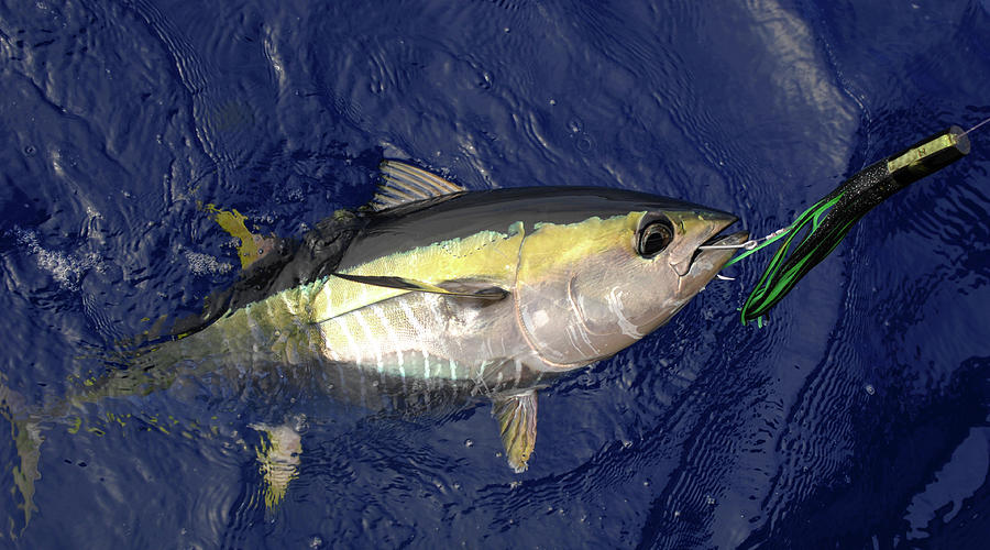 Bluefin tuna with lure  Photograph by David Shuler