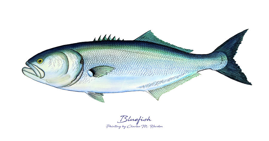 Bluefish Painting by Charles Harden