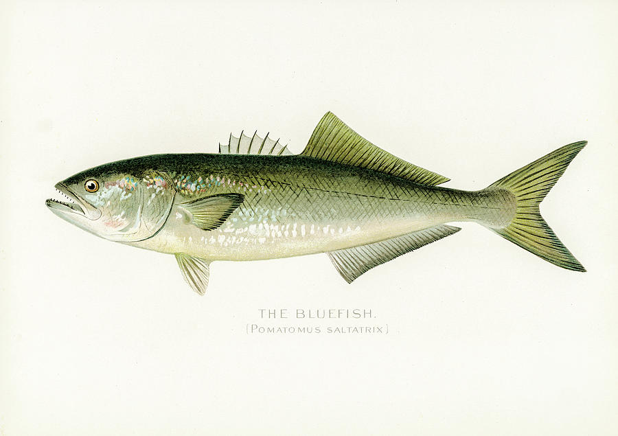 Bluefish Drawing by David Letts