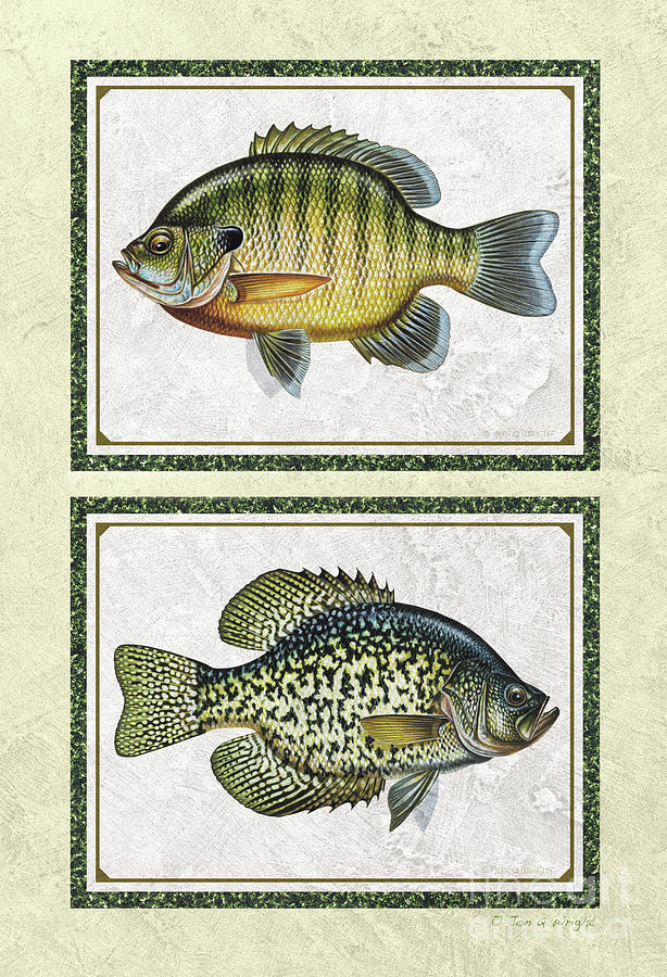 Bluegill and Crappie Combo by Jon Wright