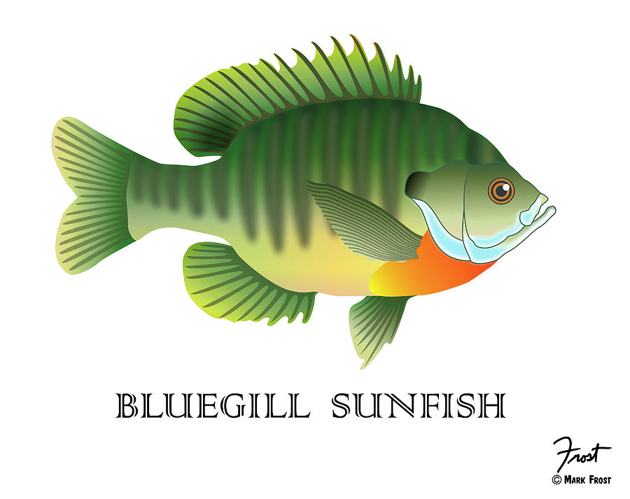 Print Collection - Blue Gill Sun Fish