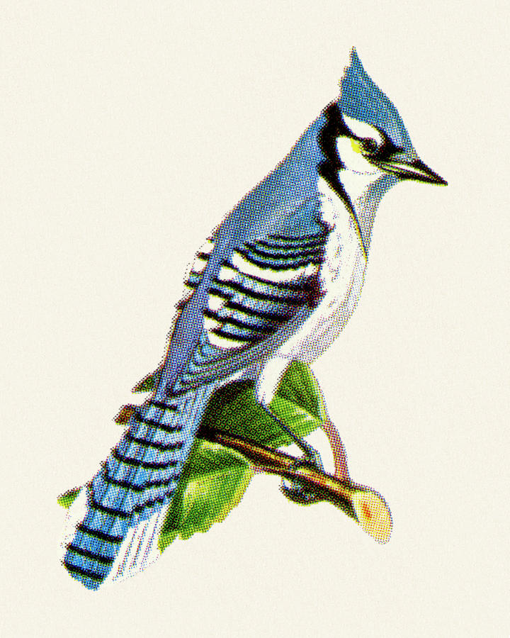 Blue Jay Drawing - Bluejay by CSA Images