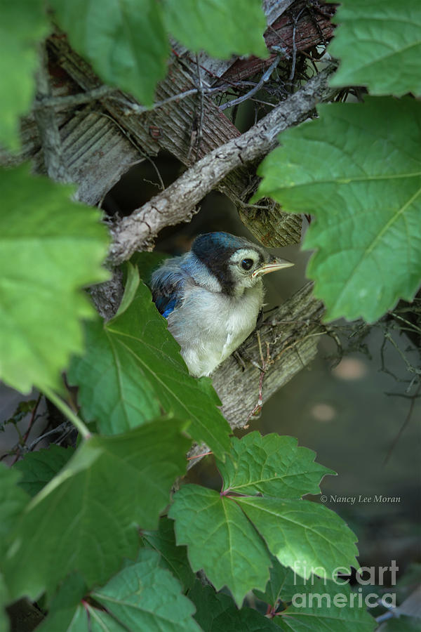 Blue Jay Fledgling Resting After First Flight Photograph By Nancy Lee Moran