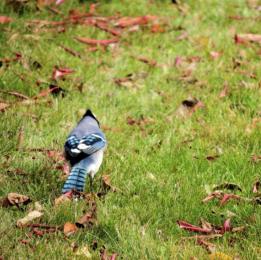 Bluejay In Autumn Photograph