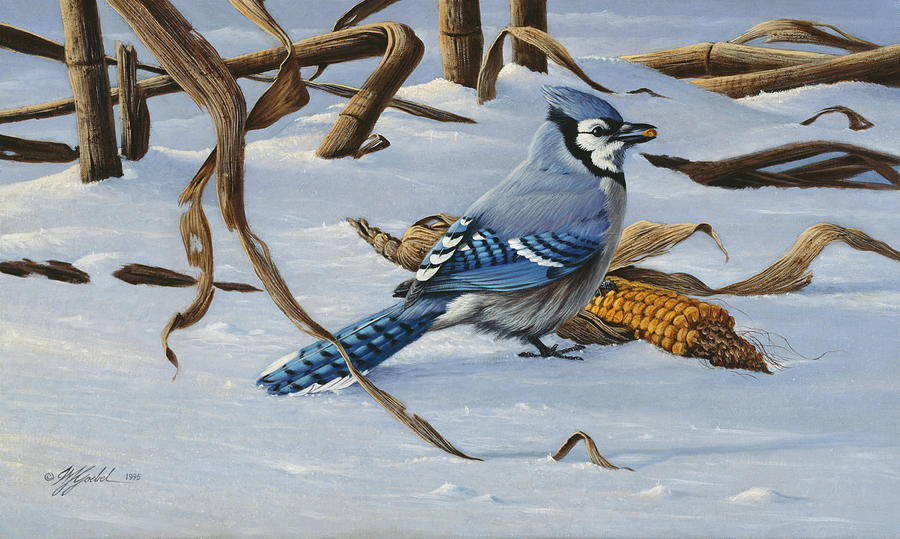 Bird Painting - Bluejay by Wilhelm Goebel