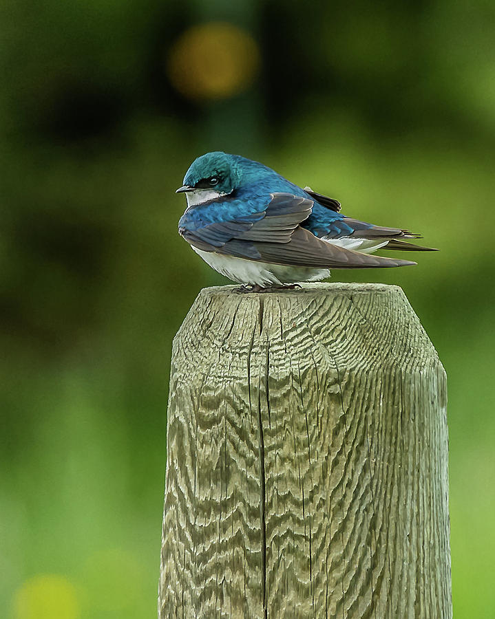 Bluest Swallow In Idaho Photograph by Yeates Photography