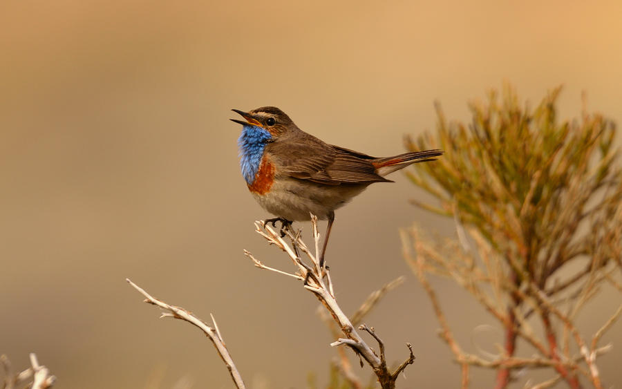 Feather Photograph - Bluethroat by Ismael Galvn