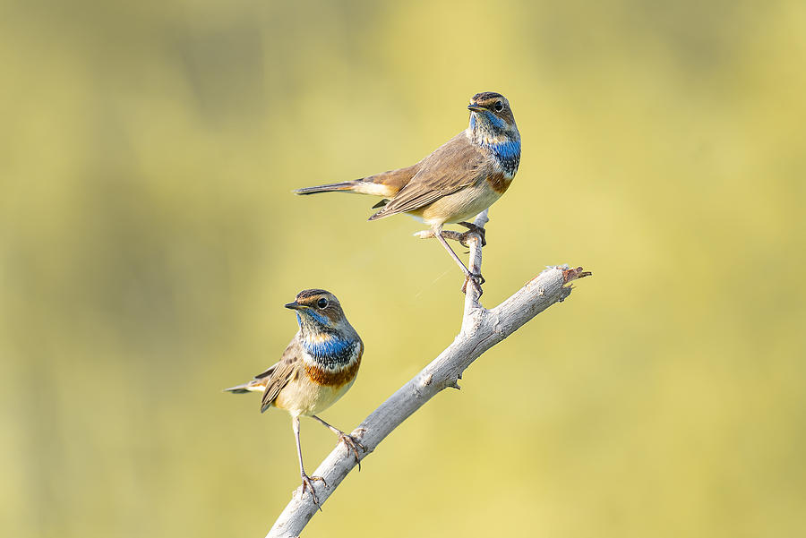 Wildlife Photograph - Bluethroats by Abdul Saleem