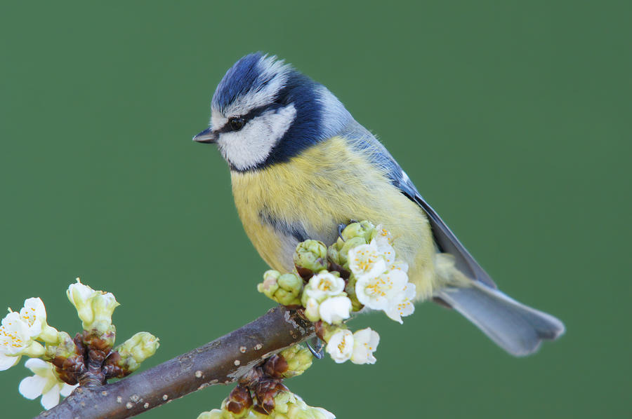 Bluetit On A Blossoming Twig Photograph by Schnuddel