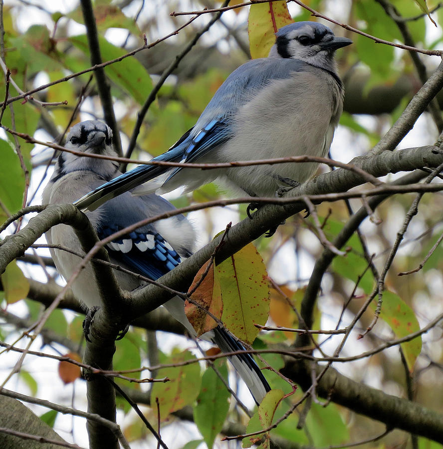 Blule Jays in Autumn Photograph by Linda Stern