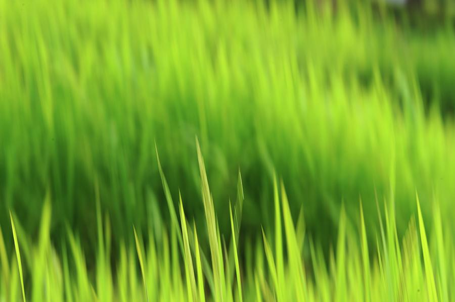 Blurred Leaves In Rice Field Photograph by Carlina Teteris