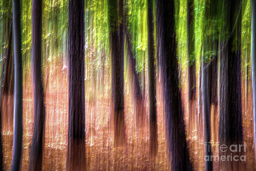 Blurred Pines Photograph by Robert Anastasi