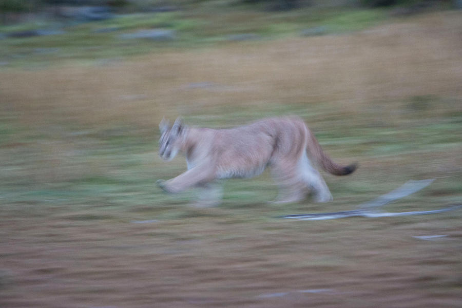Blurred Puma Photograph by Patrick Nowotny