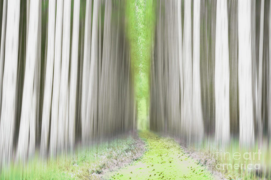 Blurring Through The Forest Photograph