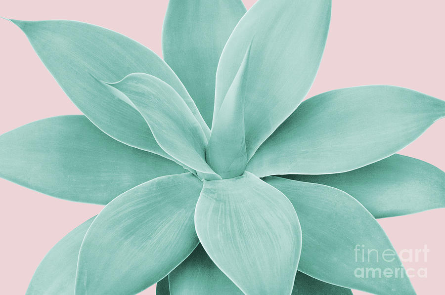 Nature Photograph - Blush Agave Romance #1 #tropical #decor #art by Anitas and Bellas Art
