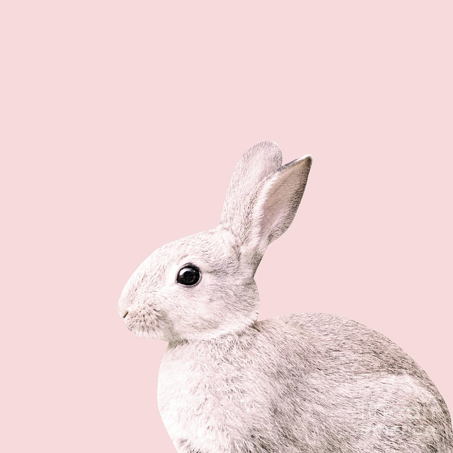 Animal Photograph - Blush Baby Bunny #1 #decor #art by Anitas and Bellas Art