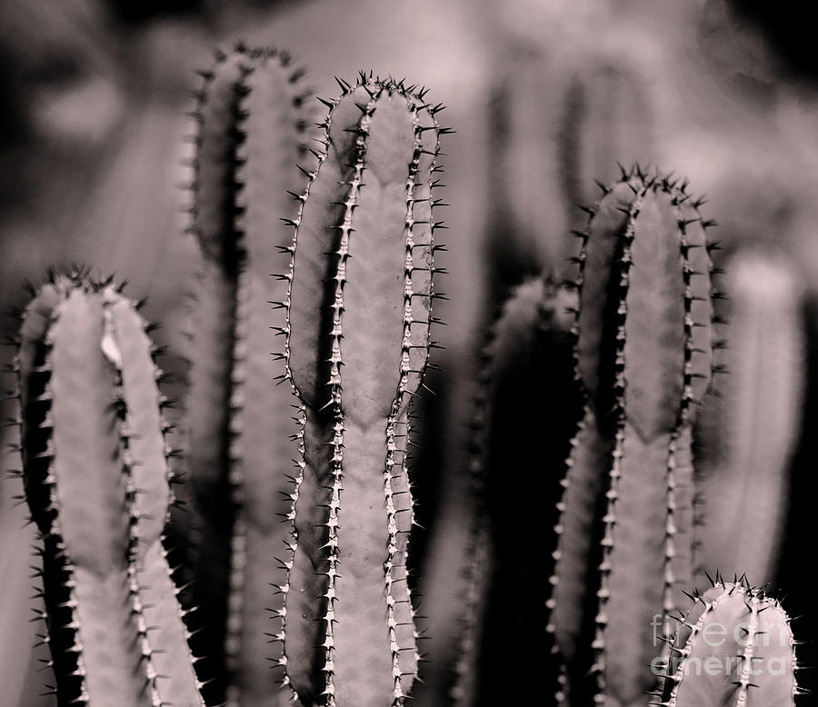 Nature Mixed Media - Blush Cacti Dream #1 #cactus #decor #art by Anitas and Bellas Art
