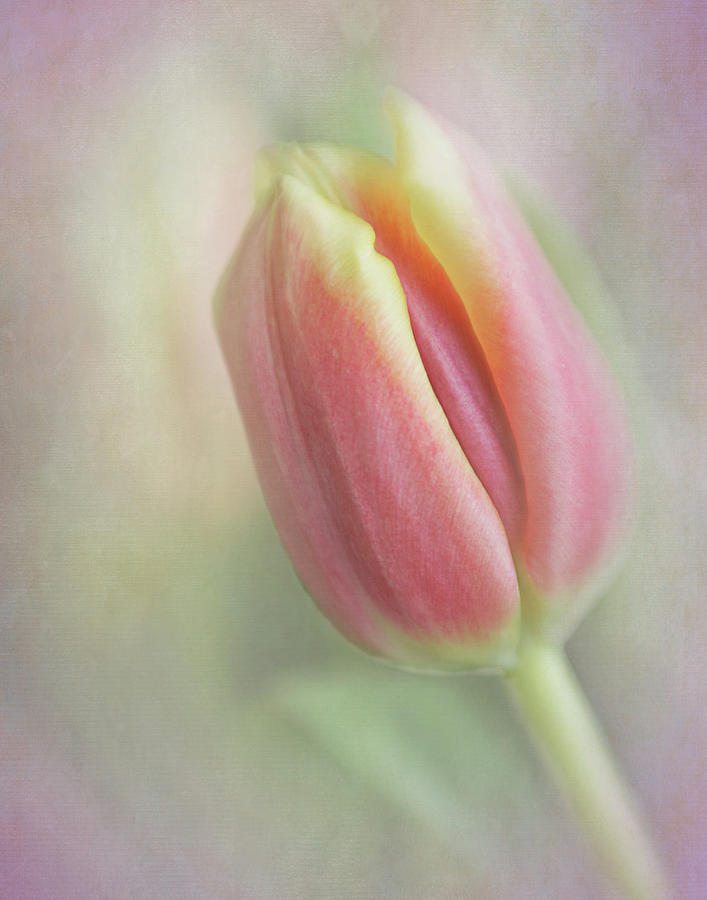 Blush of Tulip Photograph by David and Carol Kelly