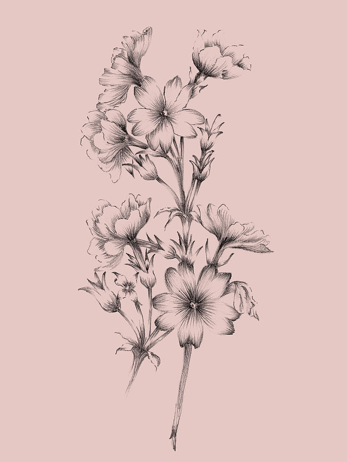 Flower Mixed Media - Blush Pink Flower Drawing II by Naxart Studio