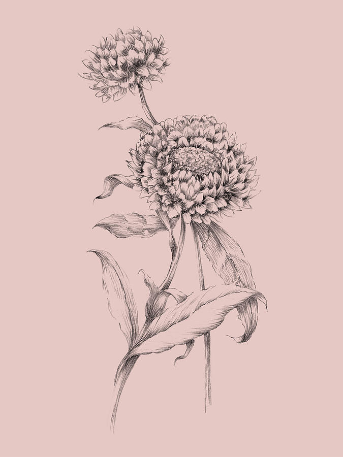 Flower Mixed Media - Blush Pink Flower Drawing III by Naxart Studio