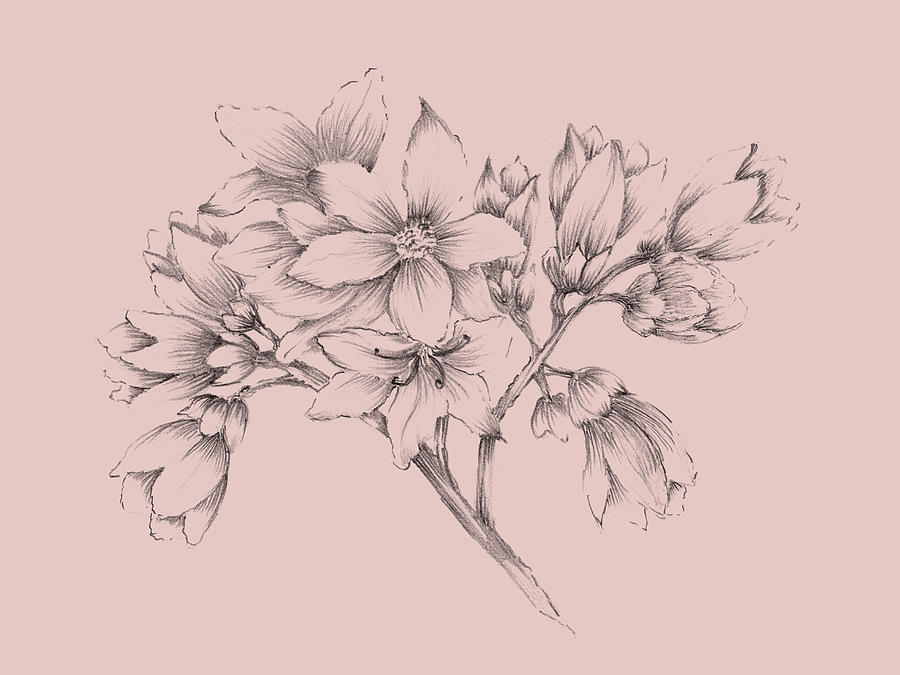 Flower Mixed Media - Blush Pink Flower Illustration by Naxart Studio