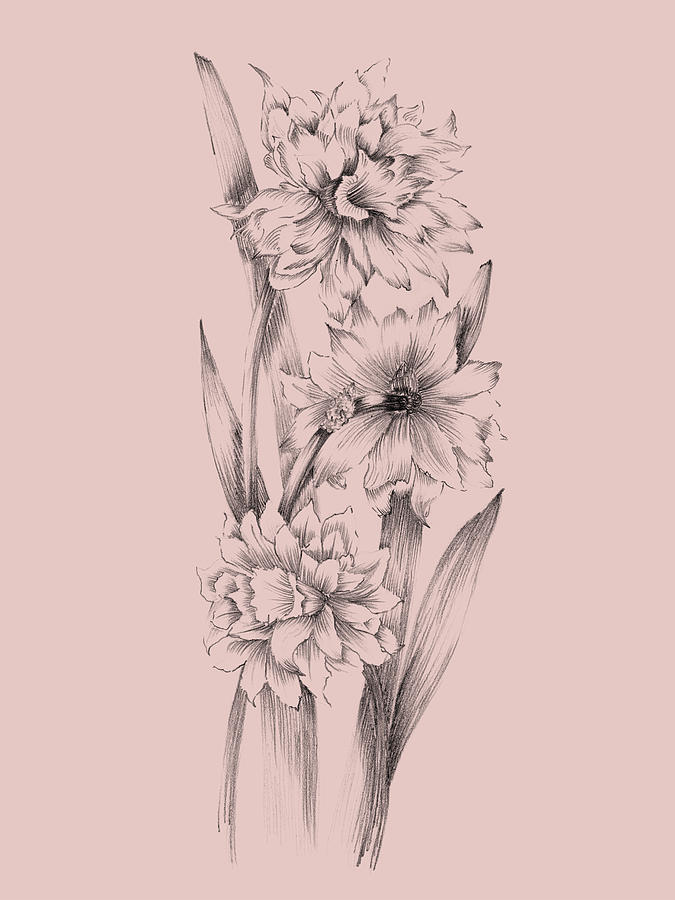 Flower Mixed Media - Blush Pink Flower Sketch 3 by Naxart Studio