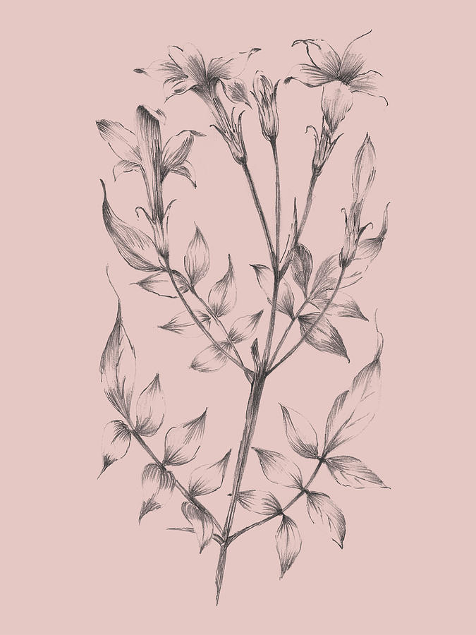 Flower Mixed Media - Blush Pink Flower Sketch II by Naxart Studio